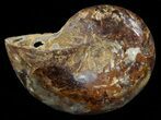Sliced, Agatized Ammonite Fossil (Half) - Jurassic #54027-1